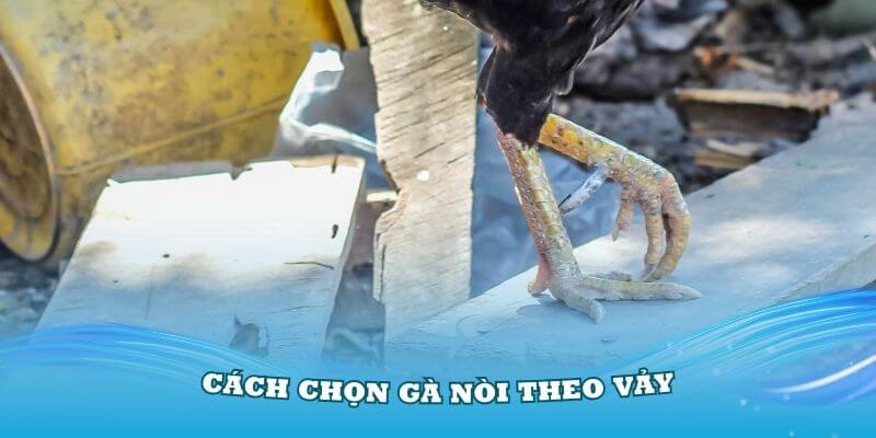 Gà nòi là gì? Cách chọn gà theo vảy chuẩn nhất