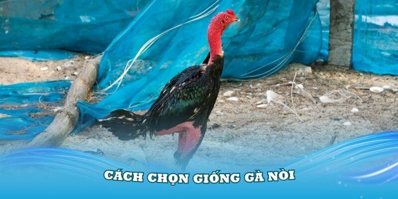 Gà nòi là gì? Cách chọn giống theo gà mái