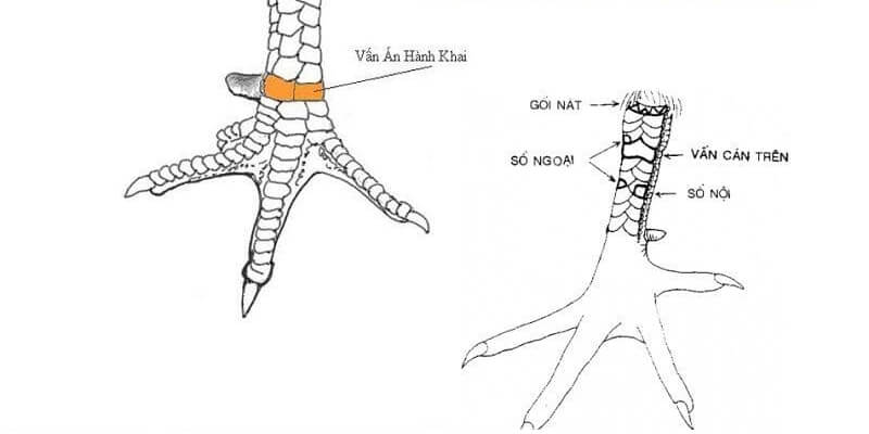 Khái niệm về vảy vấn cán hoành khai