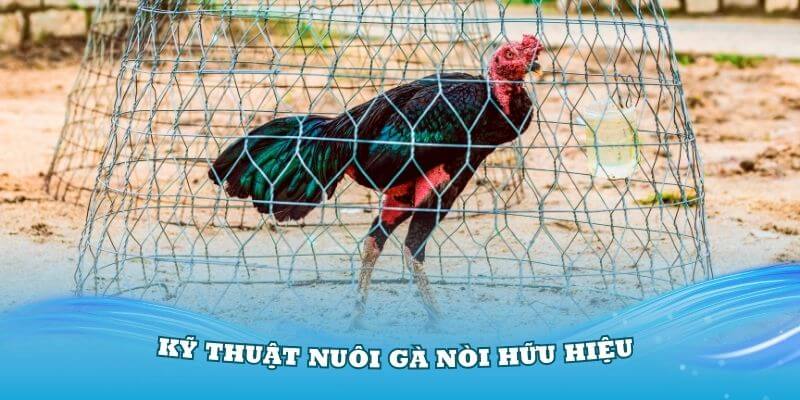 Kỹ thuật nuôi gà nòi hữu hiệu mà bạn cần nắm