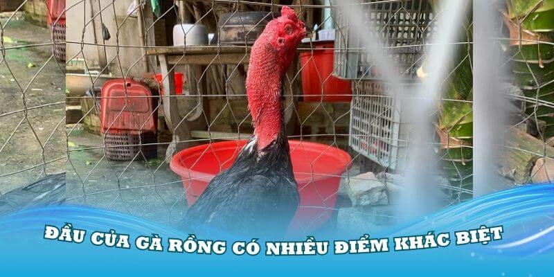 Phần đầu của gà Vảy Rồng có nhiều điểm khác biệt