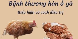 Tìm hiểu biểu hiện bệnh thương hàn ở gà