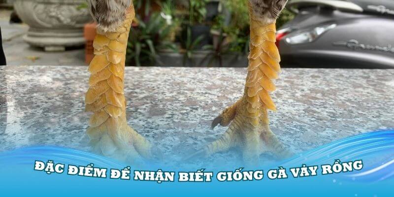 Tìm hiểu về các đặc điểm để nhận biết giống gà Vảy Rồng