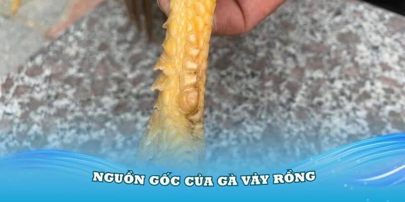 Tìm hiểu về nguồn gốc của gà vảy Rồng