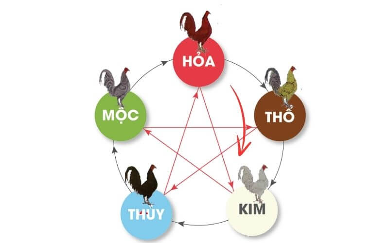 Gà điều chiến mạng hỏa tương sinh mạng kim