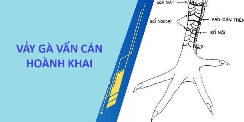 Khả năng thi đấu của vảy vấn cán hoành khai