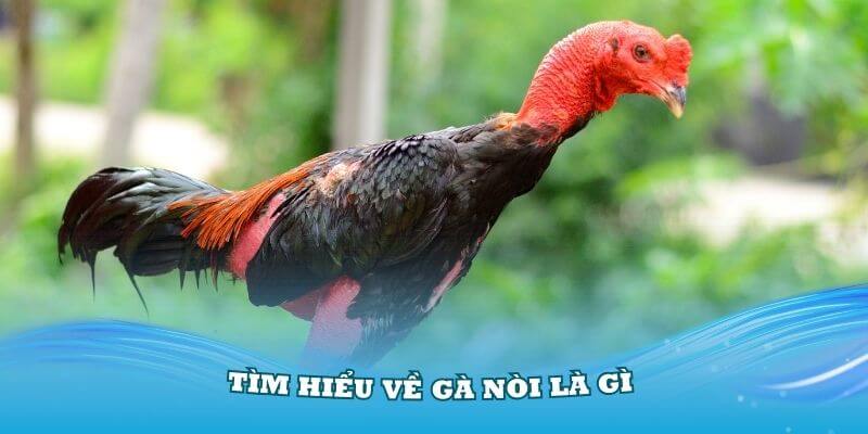 Tìm hiểu về gà nòi là gì