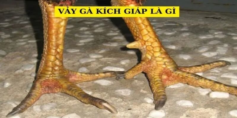 Giới thiệu về loại vảy quý hiếm kích giáp