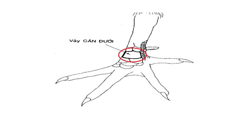 Đặc điểm nổi bật của bộ giáp