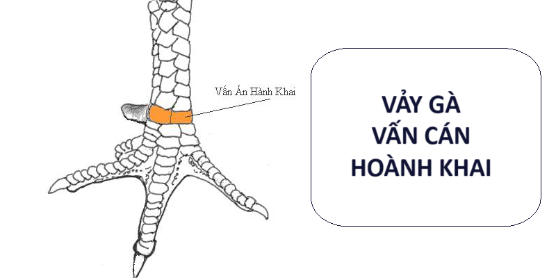 Vảy vấn cán hoành khai