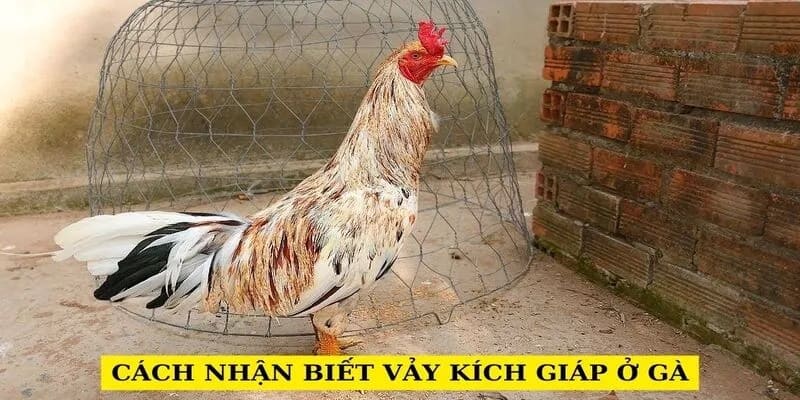 Đôi chân là dấu hiệu dễ nhận biết vảy kích giáp