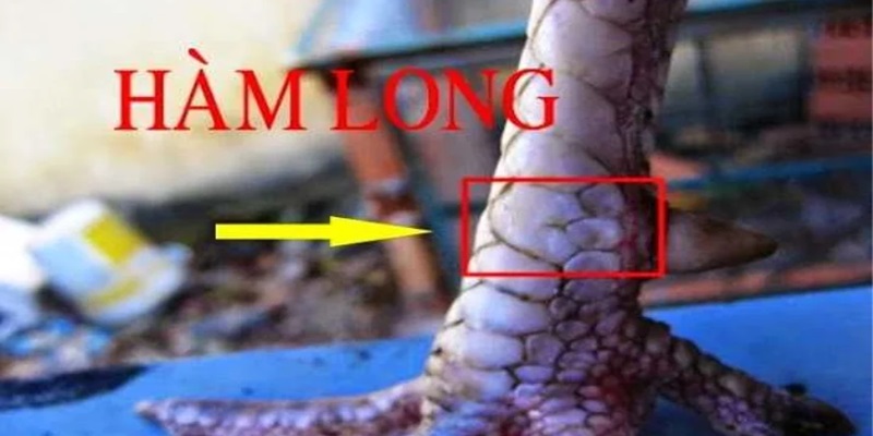 Hàm long là loại vảy quý hiếm và đặc biệt