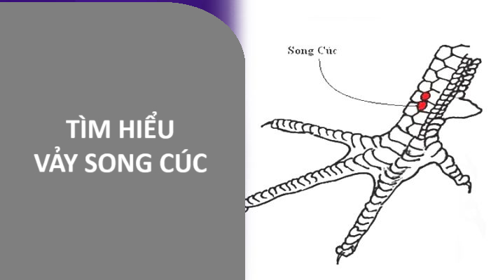 Tìm hiểu vảy song cúc