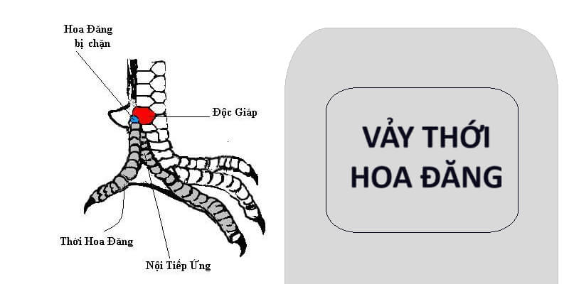 Khái niệm về vảy thới hoa đăng 