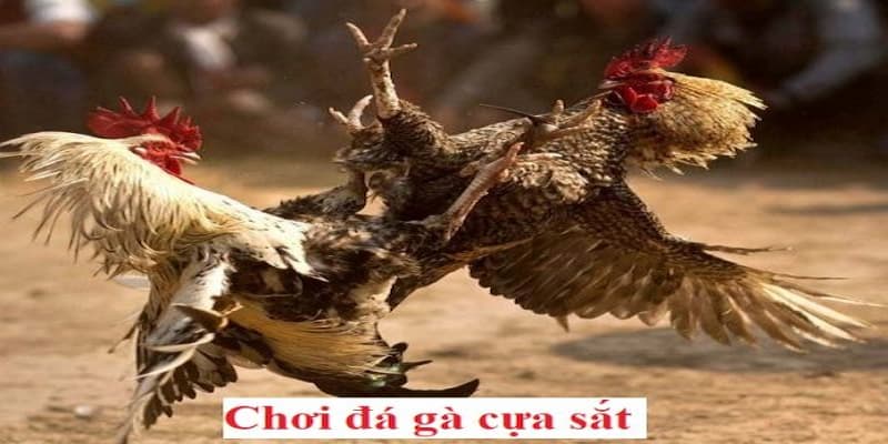 Luật quan trọng trong trận đấu chọi gà cựa sắt cụ thể