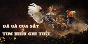 Đá gà cựa sắt ảnh đại diện