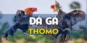 Đá gà Thomo ảnh đại diện